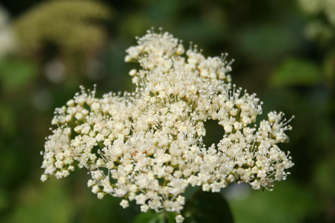 Hydrangea arborescens-3-