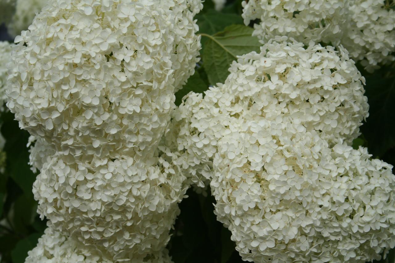 Hydrangea arborescens 'Anabelle'-5-