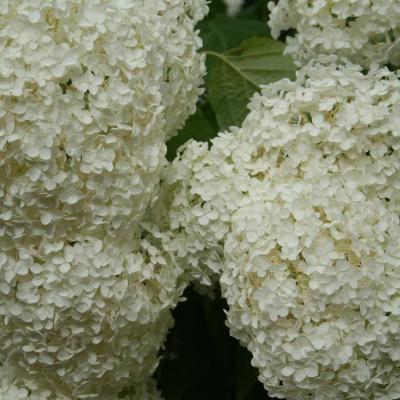 Hydrangea arborescens 'Anabelle'-5-