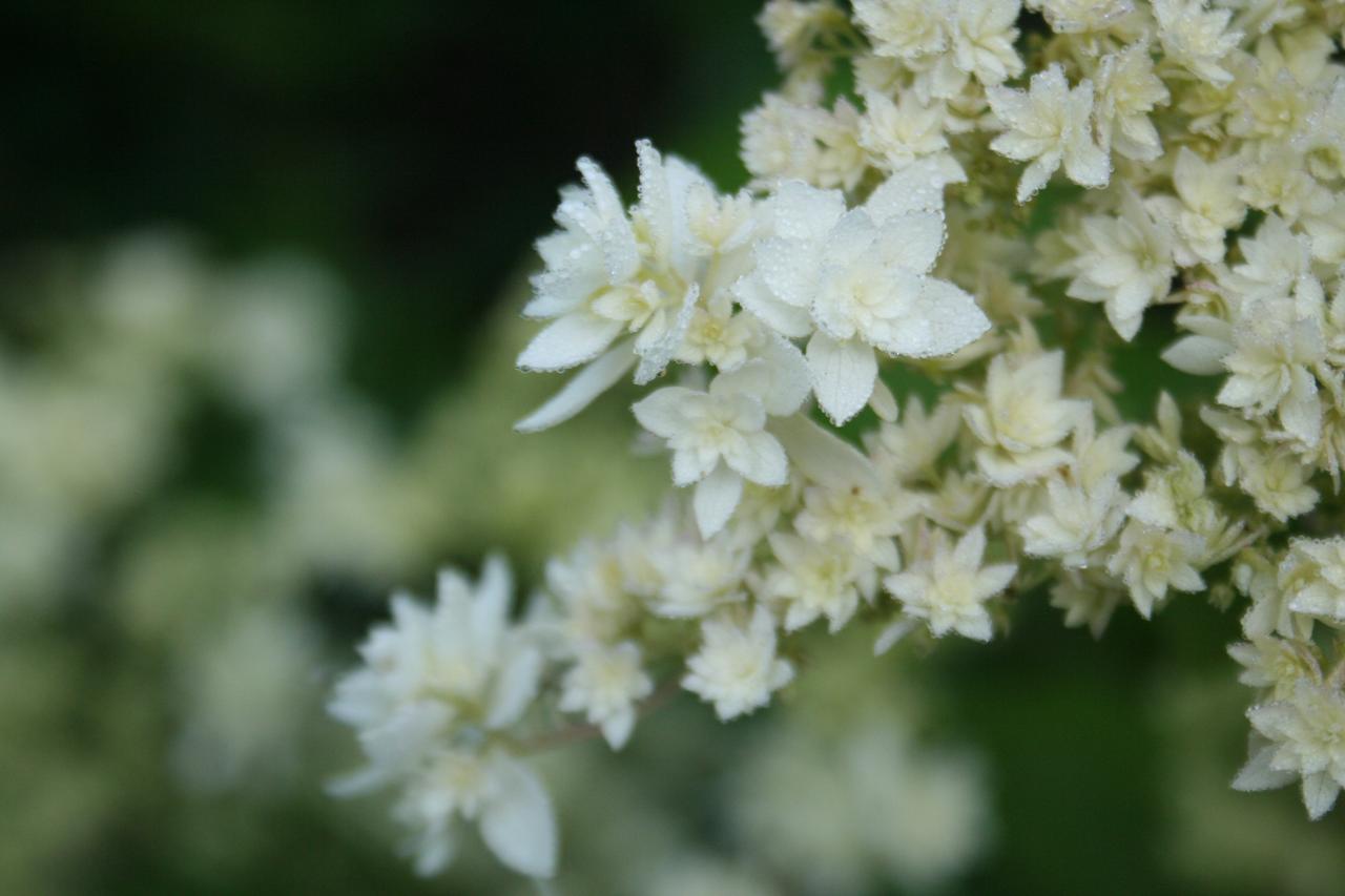 Hydrangea arborescens 'Hayes Starburst'-8-