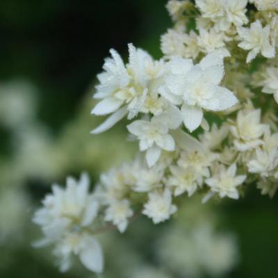 Hydrangea arborescens 'Hayes Starburst'-8-