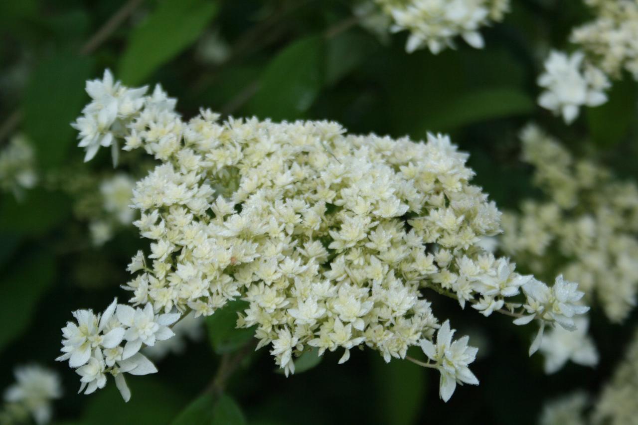 Hydrangea arborescens 'Hays Starbust'-6-