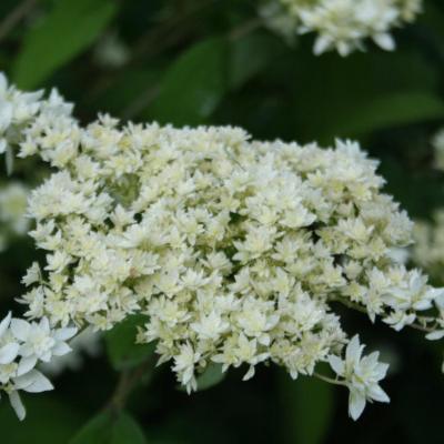 Hydrangea arborescens 'Hays Starbust'-6-