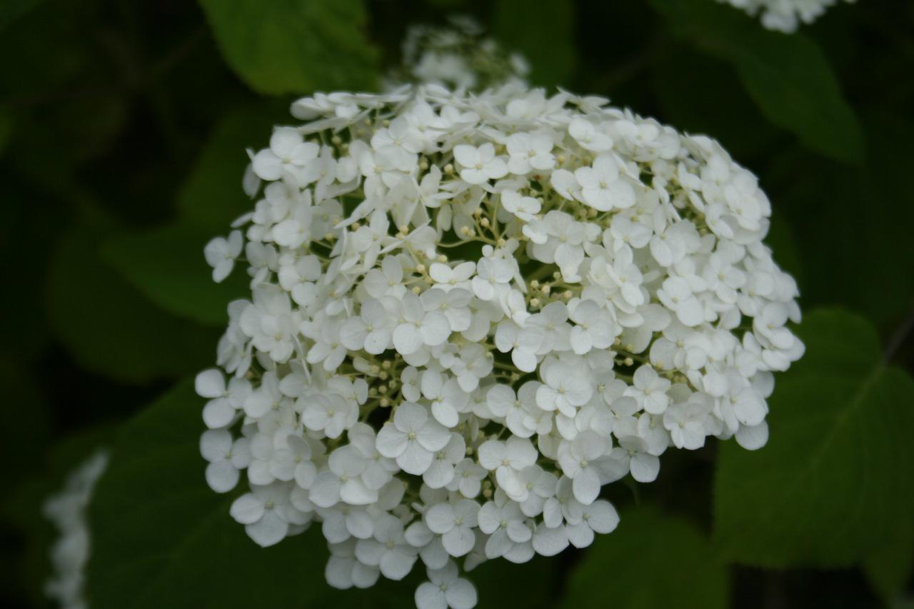 Hydrangea arborescens INCREDIBALL ®'Abetwo'-3-