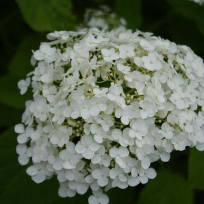 Hydrangea arborescens INCREDIBALL ®'Abetwo'-3-