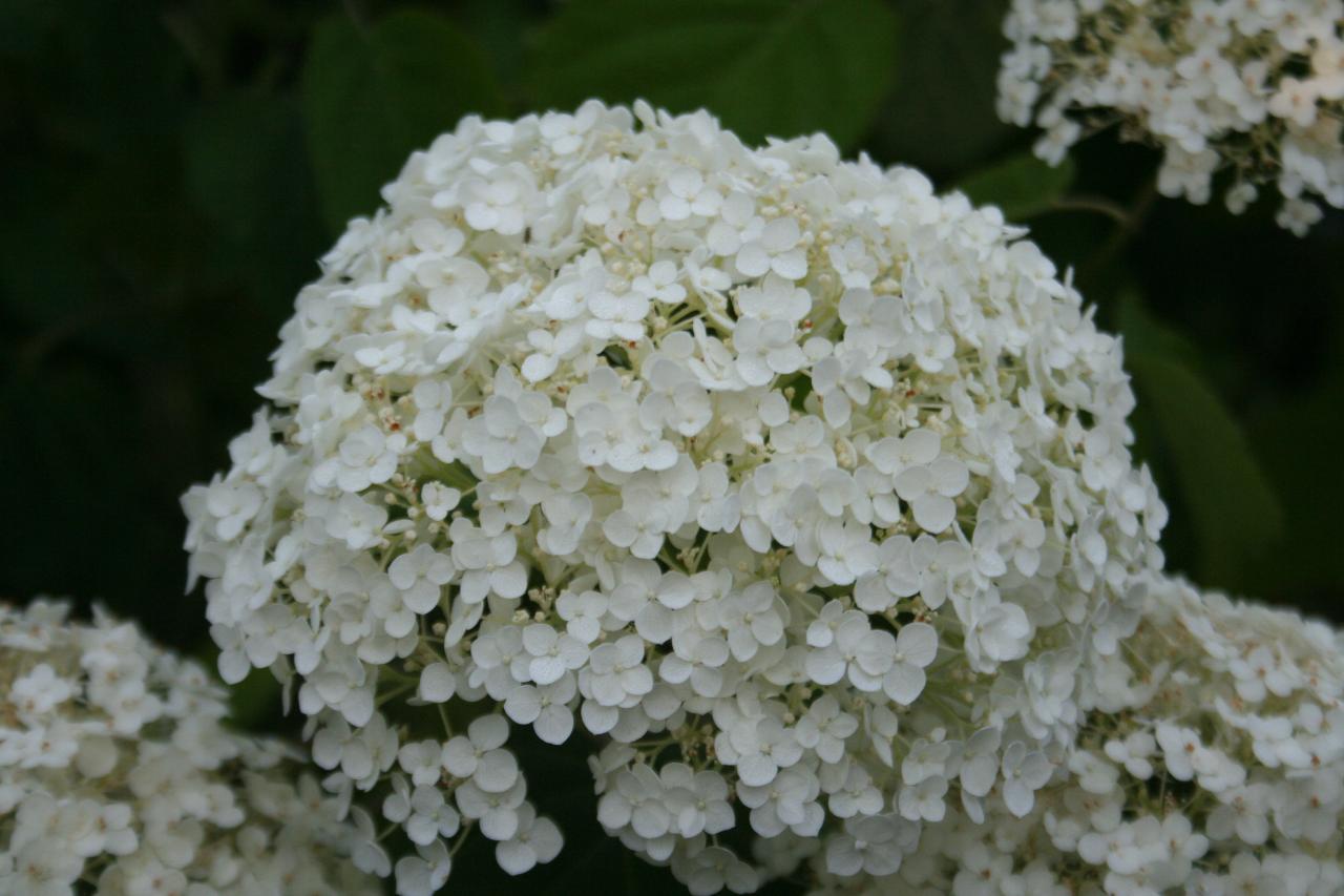 Hydrangea arborescens INCREDIBALL ®'Abetwo'-4-