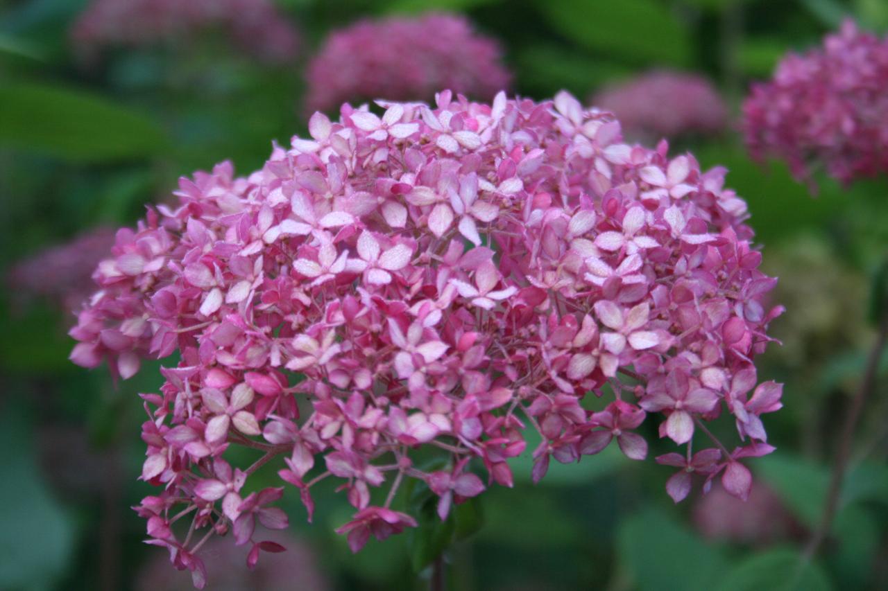 Hydrangea arborescens INVICIBELLE®-5-