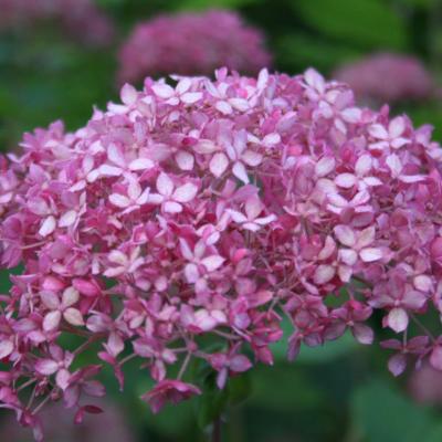 Hydrangea arborescens