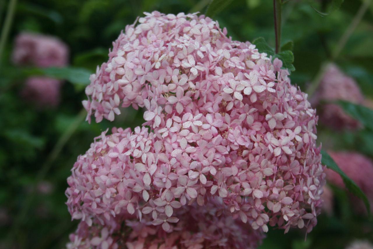 Hydrangea arborescens INVICIBELLE®-6-