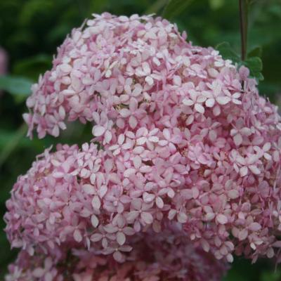 Hydrangea arborescens INVICIBELLE®-6-