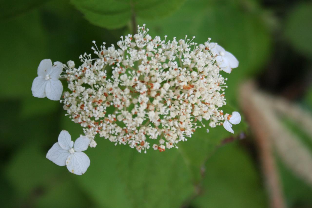 Hydrangea arborescens 'White Dome'®