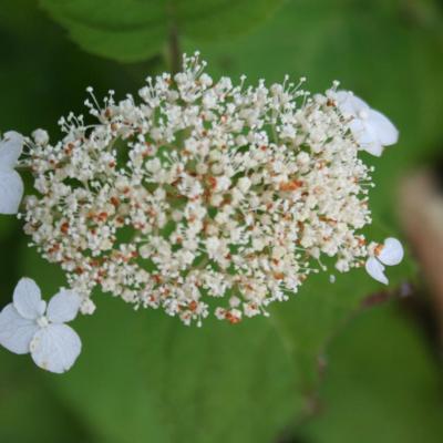 Hydrangea arborescens 'White Dome'®