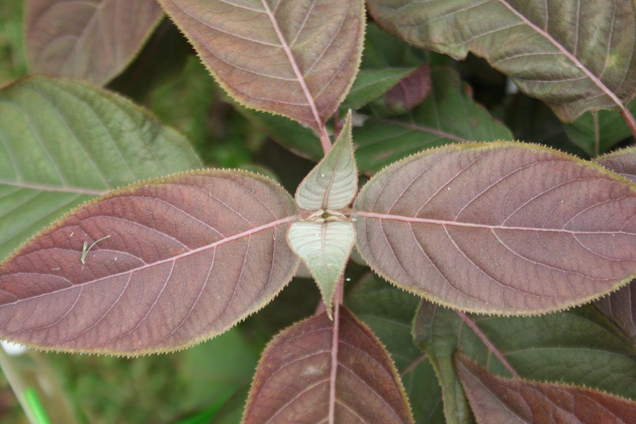 Hydrangea aspera 'Hot Chocolate'®