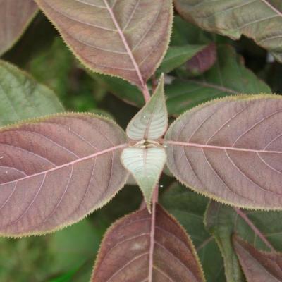 Hydrangea aspera 'Hot Chocolate'®