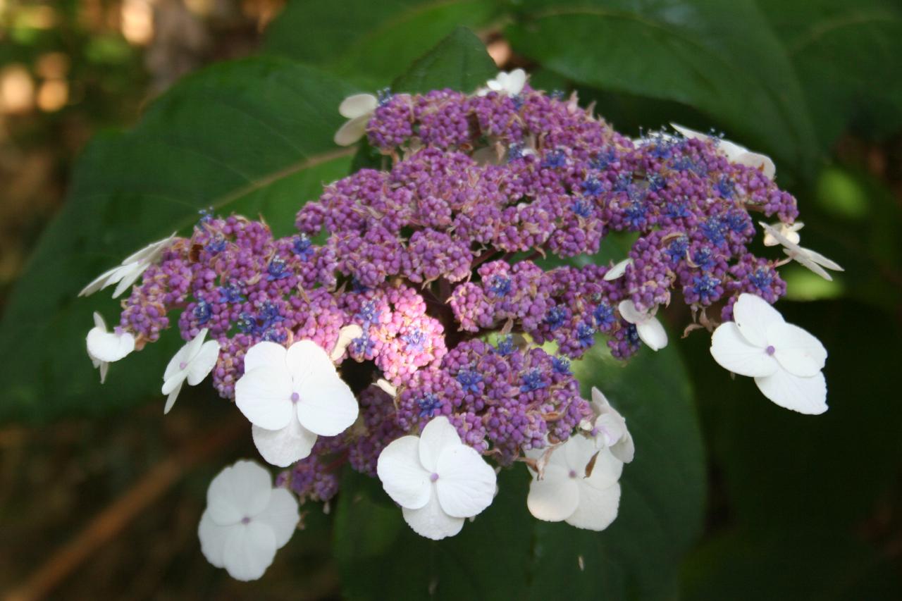 Hydrangea aspera ssp. sargentiana-3-