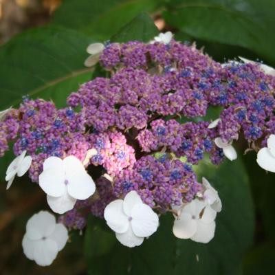 Hydrangea aspera ssp. sargentiana-3-