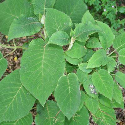 Hydrangea aspera