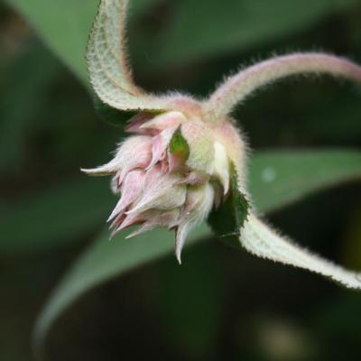 Hydrangea aspera ssp. villosa-4-