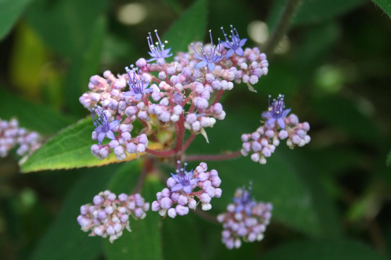 Hydrangea aspera ssp. villosa-5-