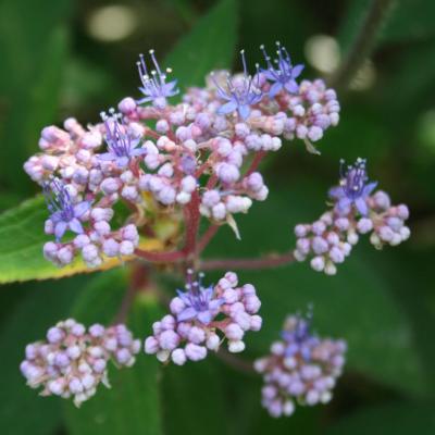 Hydrangea aspera ssp. villosa-5-