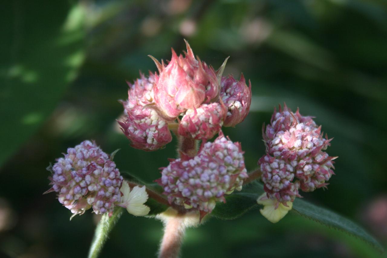 Hydrangea aspera ssp. villosa-7-