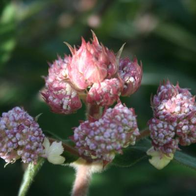 Hydrangea aspera ssp. villosa-7-