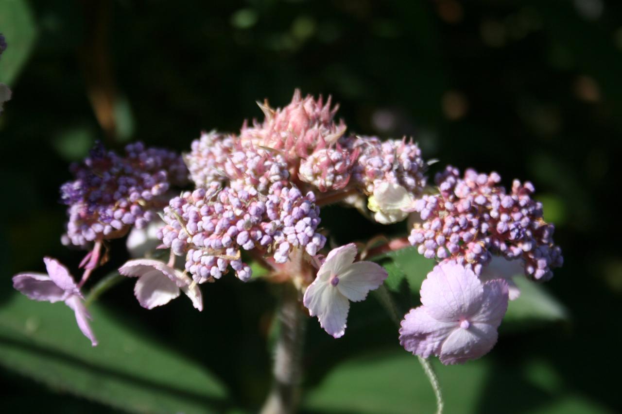 Hydrangea aspera ssp. villosa-8-