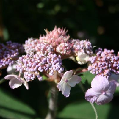 Hydrangea aspera ssp. villosa-8-