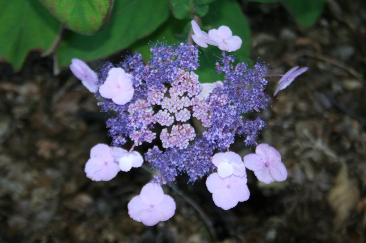 Hydrangea aspera x villosa 'Anthony Bullivant'