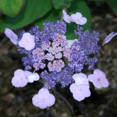 Hydrangea aspera x villosa 'Anthony Bullivant'