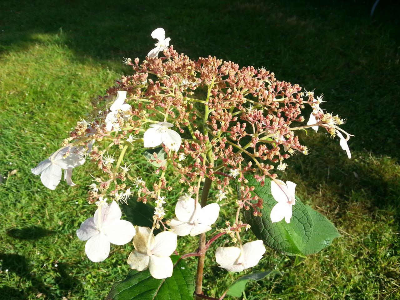 Hydrangea heteromalla 'Krista' (2)