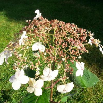 Hydrangea heteromalla 'Krista' (2)