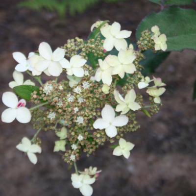 Hydrangea heteromalla 'Snow Cap'