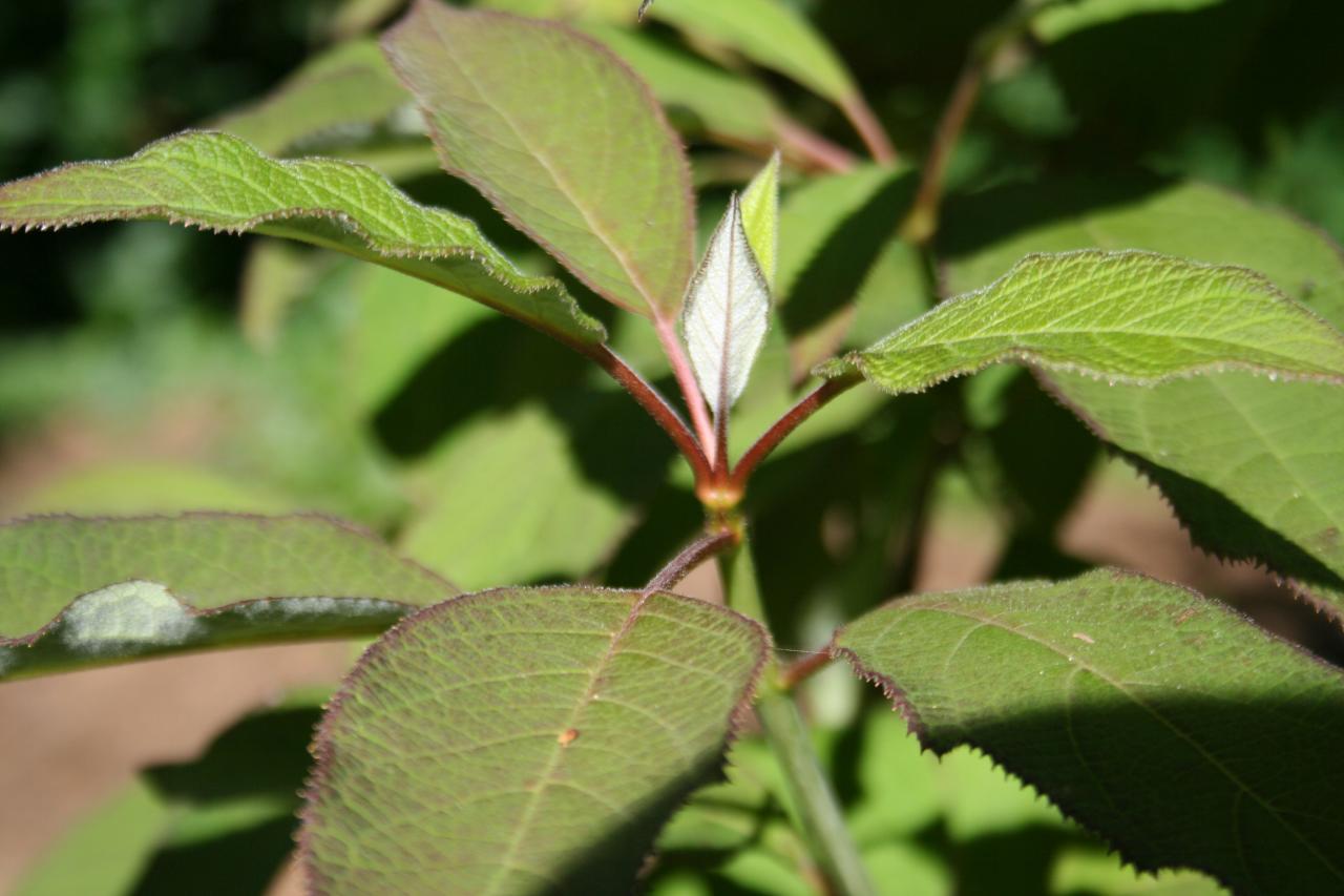 Hydrangea heteromalla 'Snowcap'-5-