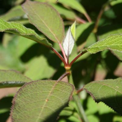 Hydrangea heteromalla