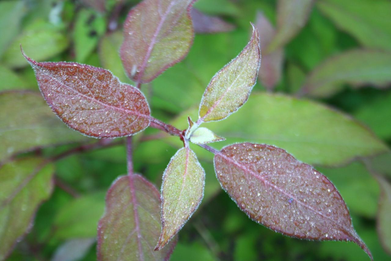 Hydrangea heteromalla 'Willy'-4-