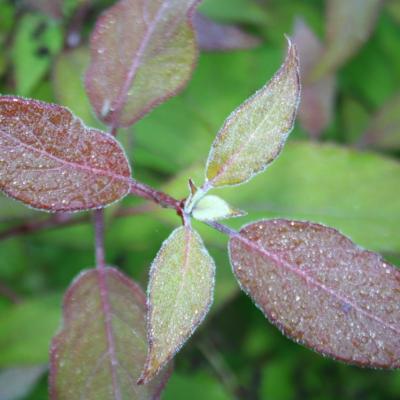 Hydrangea heteromalla 'Willy'-4-