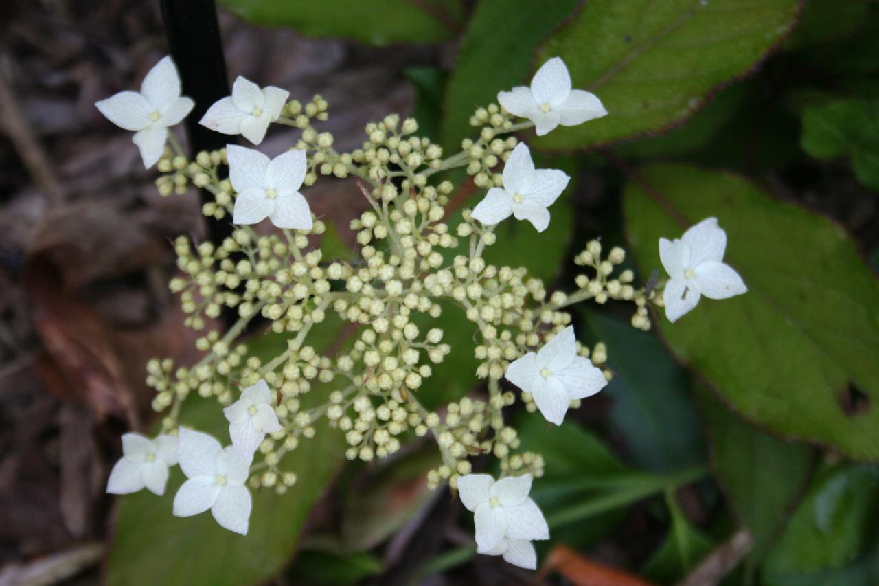 Hydrangea heteromalla 'Willy'-5-