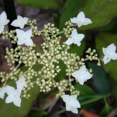 Hydrangea heteromalla 'Willy'-5-