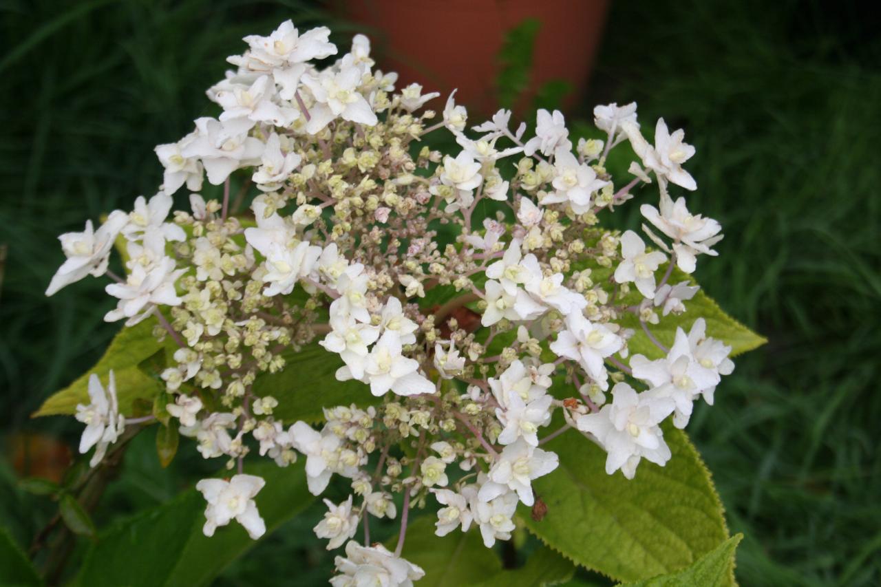 Hydrangea involucrata 'Mihara kokonoe tama'