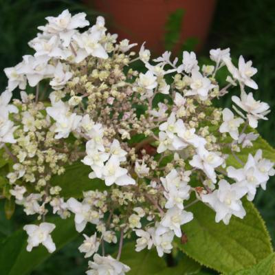 Hydrangea involucrata 'Mihara kokonoe tama'