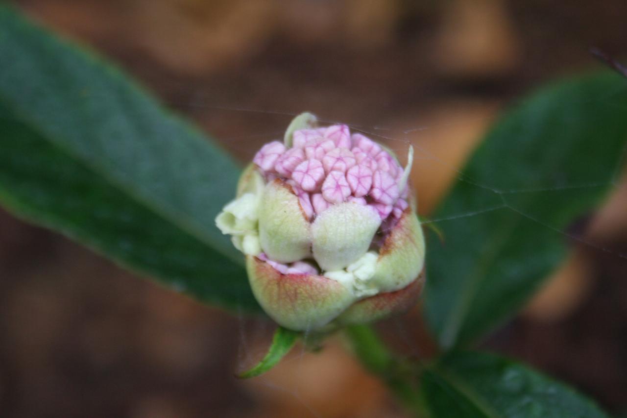 Hydrangea involucrata ssp. longifolia-2-