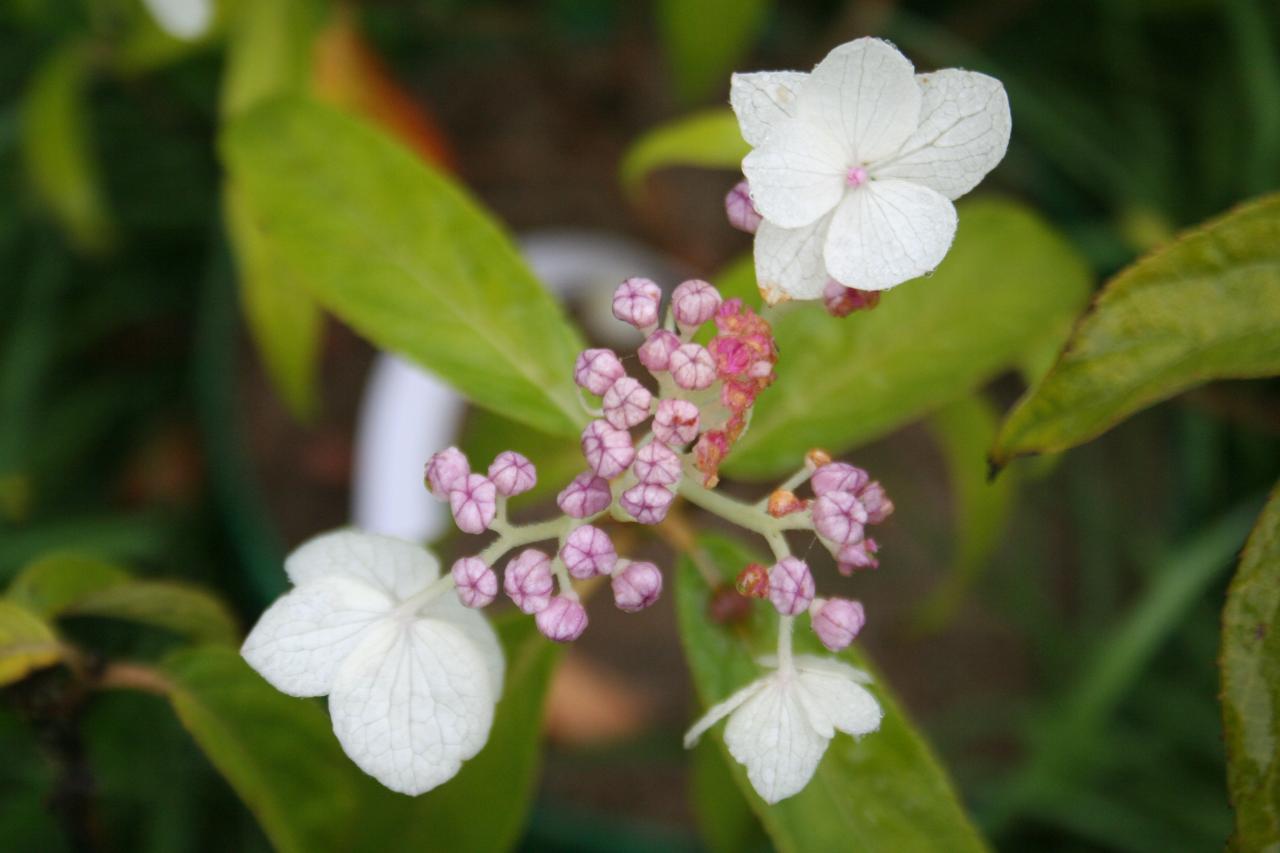 Hydrangea involucrata ssp. longifolia-7-