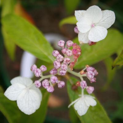 Hydrangea involucrata