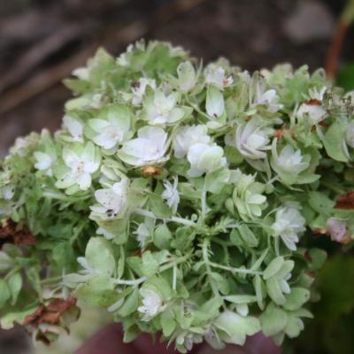 Hydrangea involucrata 'Yokudanka'