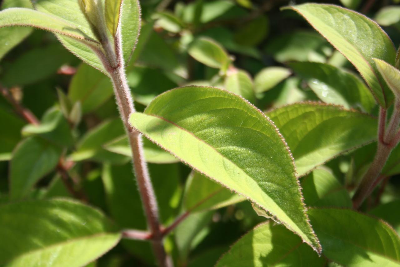 Hydrangea involucrata