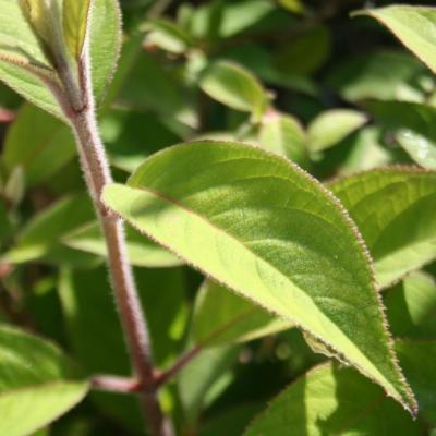 Hydrangea involucrata