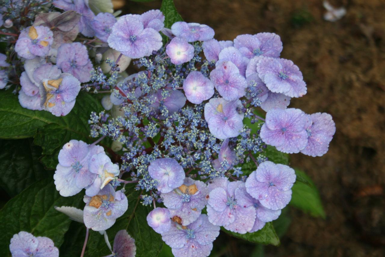 Hydrangea x 'Klaveren'-2-