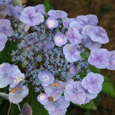 Hydrangea x 'Klaveren'-2-