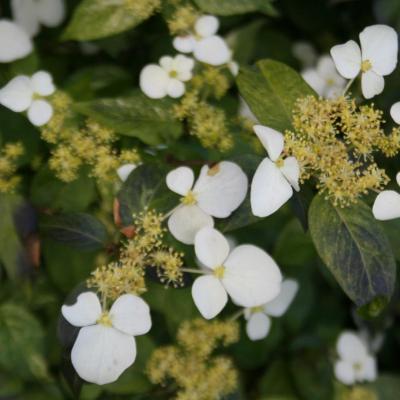 Hydrangea luteovenosa-7-